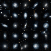 Euclid Galaxy Zoo