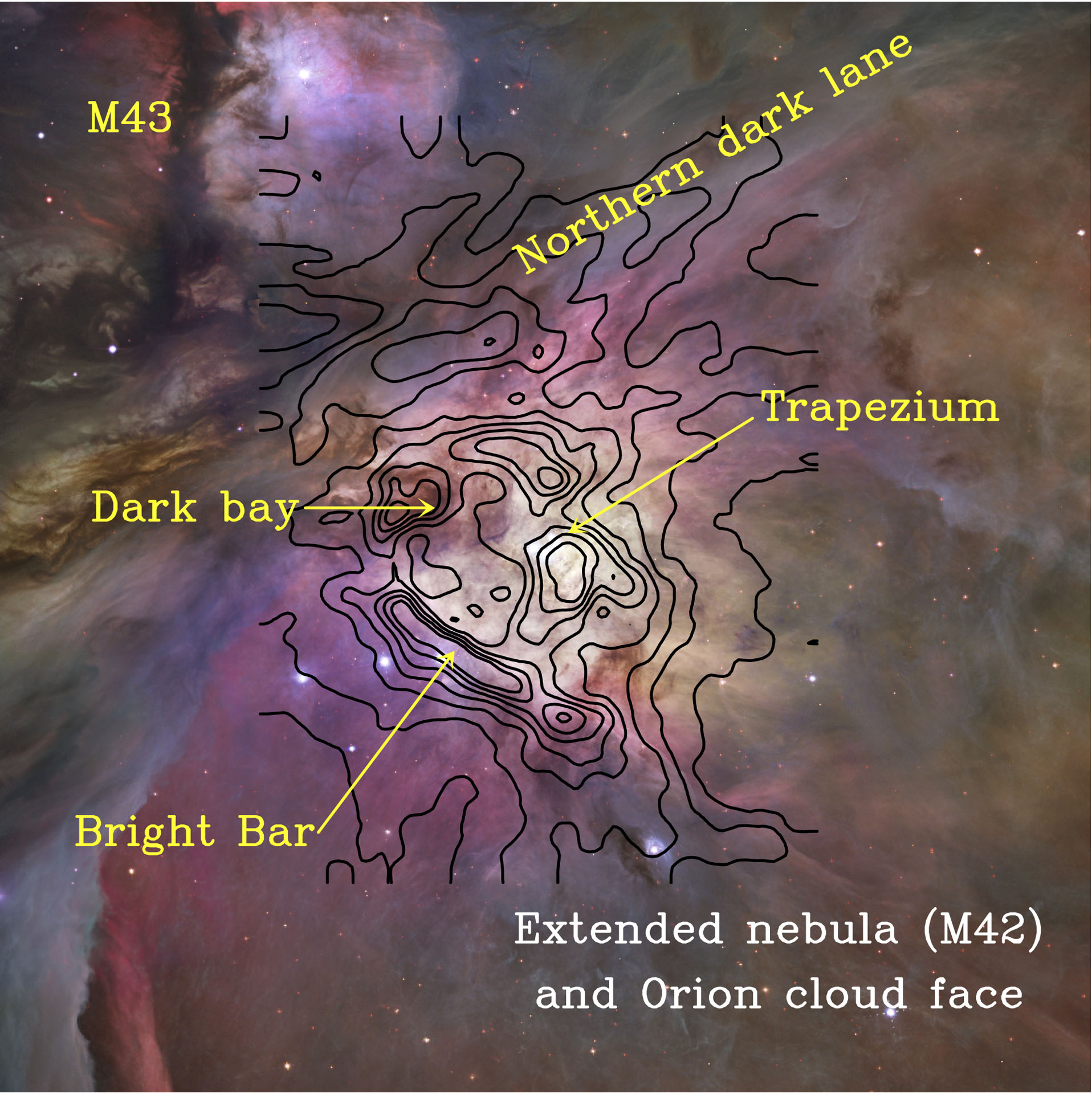 Colour-composite image of the Orion Nebula (M42) taken in the visible-light with the Hubble Space Telescope (Robberto et al. 2013). The Orion molecular cloud, where new protostars are developing, lies behind the ionized nebula. Black contours show the far infrared C+ emission detected with Herschel/HIFI tracing the skin of the cloud (Goicoechea et al. 2015)